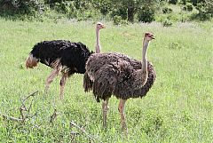 Common Ostrich